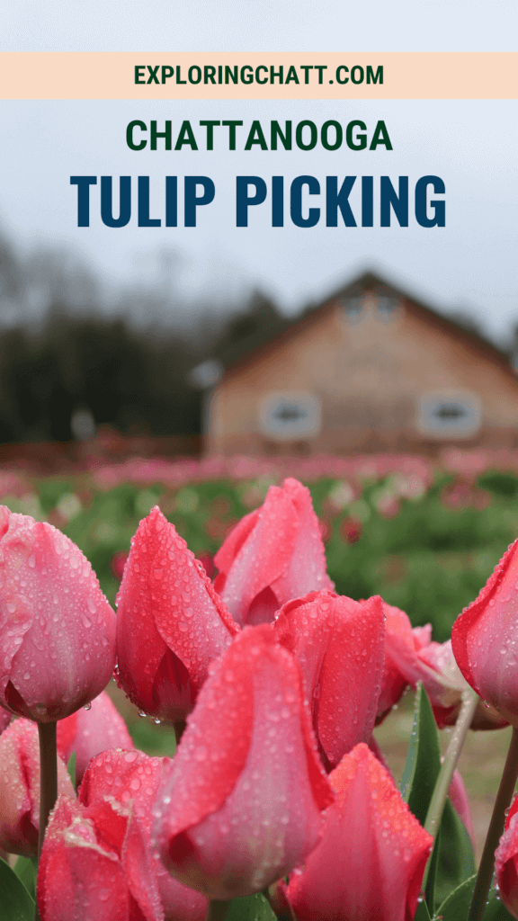 Chattanooga Tulip Picking
