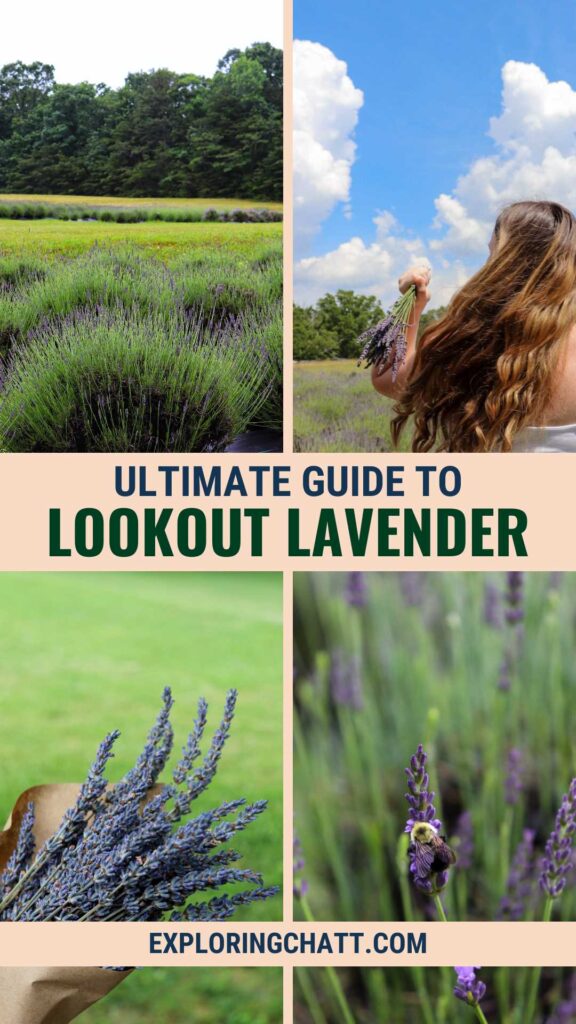 Ultimate Guide to Lookout Lavender