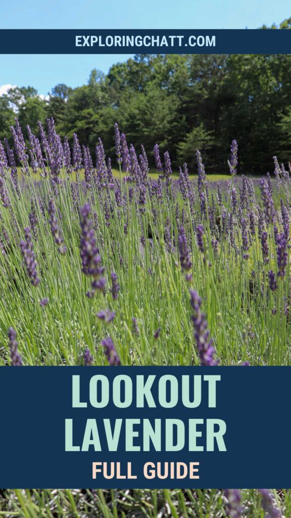 Lookout Lavender Full Guide