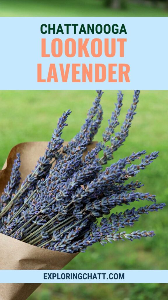 Chattanooga Lookout Lavender