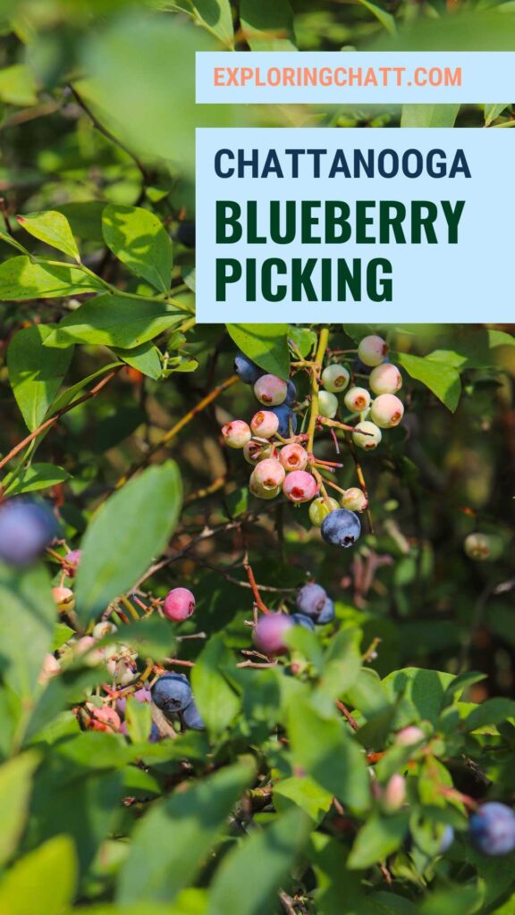 Chattanooga Blueberry Picking