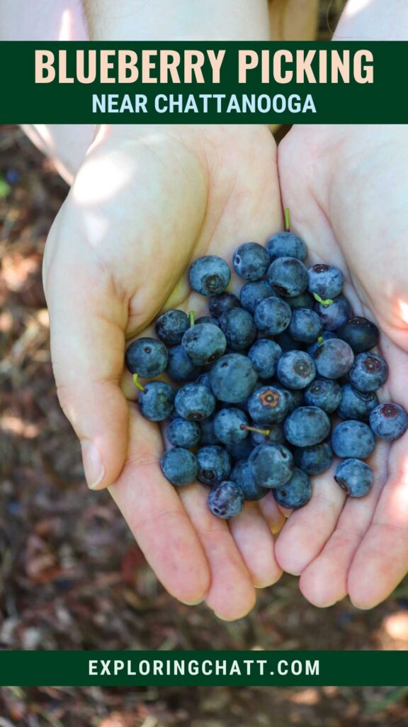 Blueberry Picking Near Chattanooga