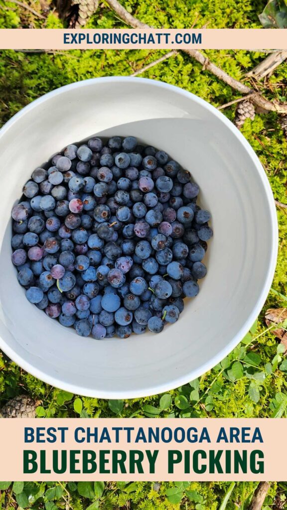 Best Chattanooga Area Blueberry Picking