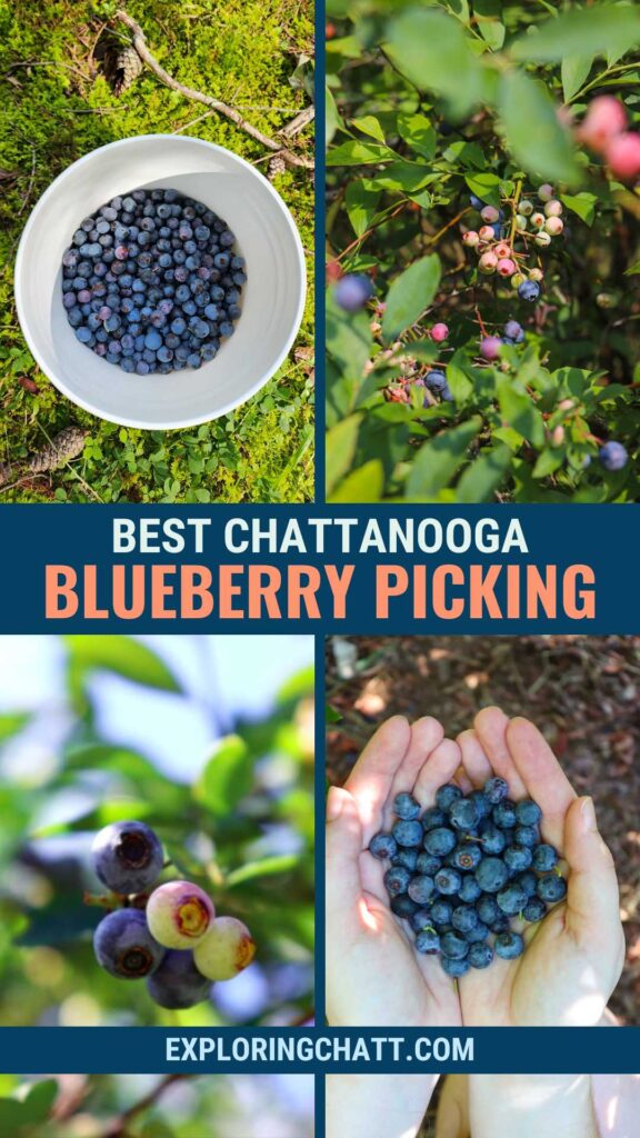 Best Chattanooga Blueberry Picking