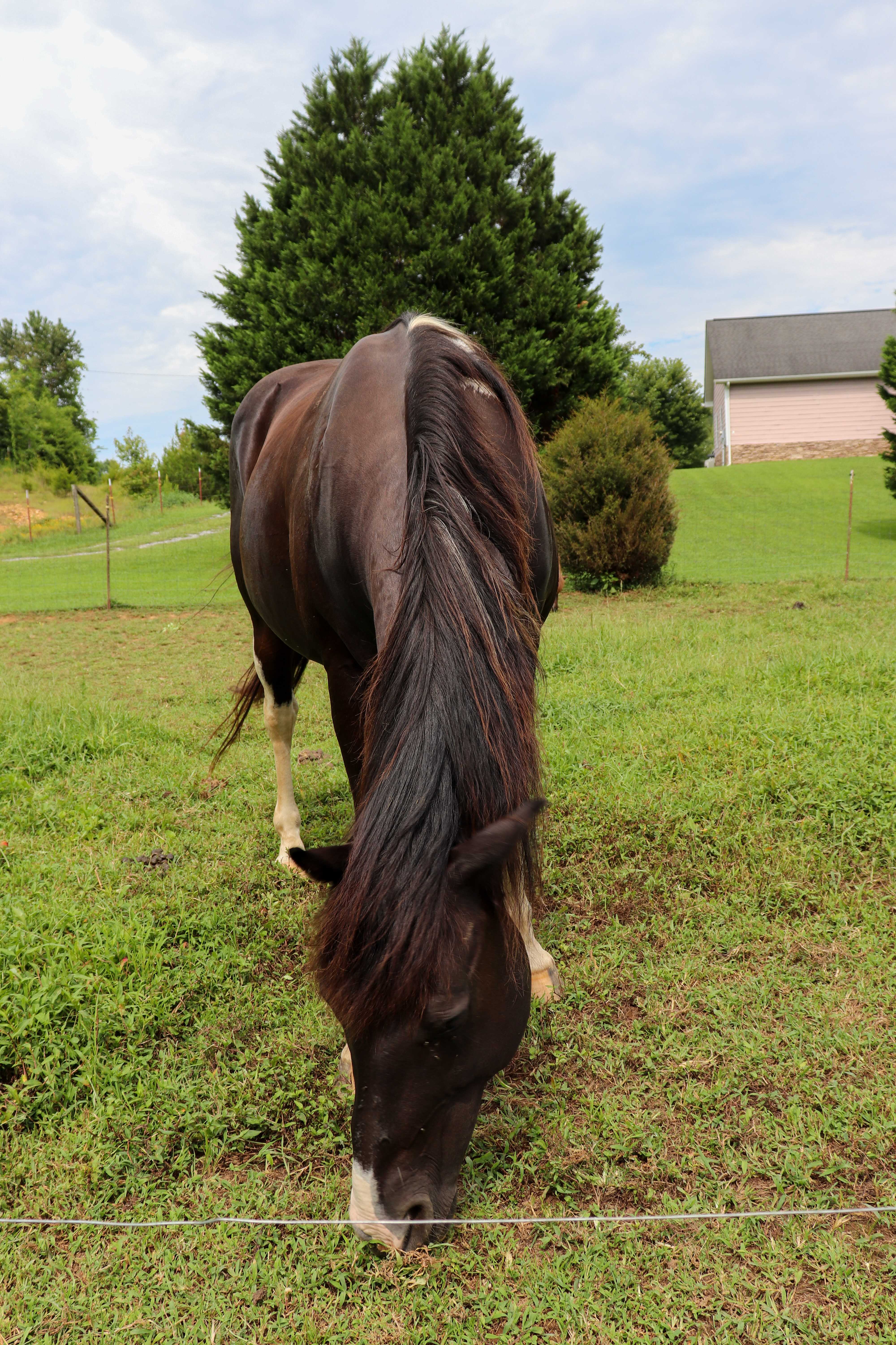 tennessee pony