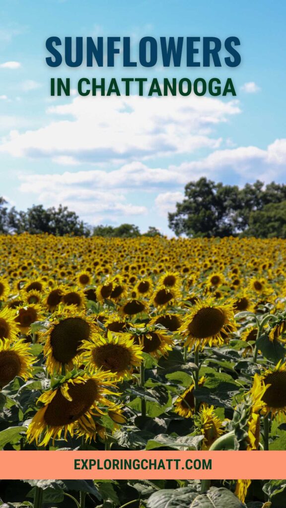 Sunflowers in Chattanooga