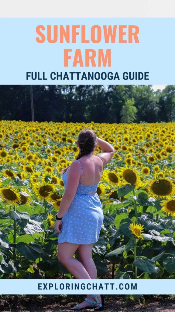 Sunflower Farm Full Chattanooga Guide