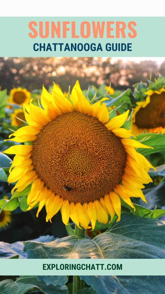 Sunflowers Chattanooga Guide