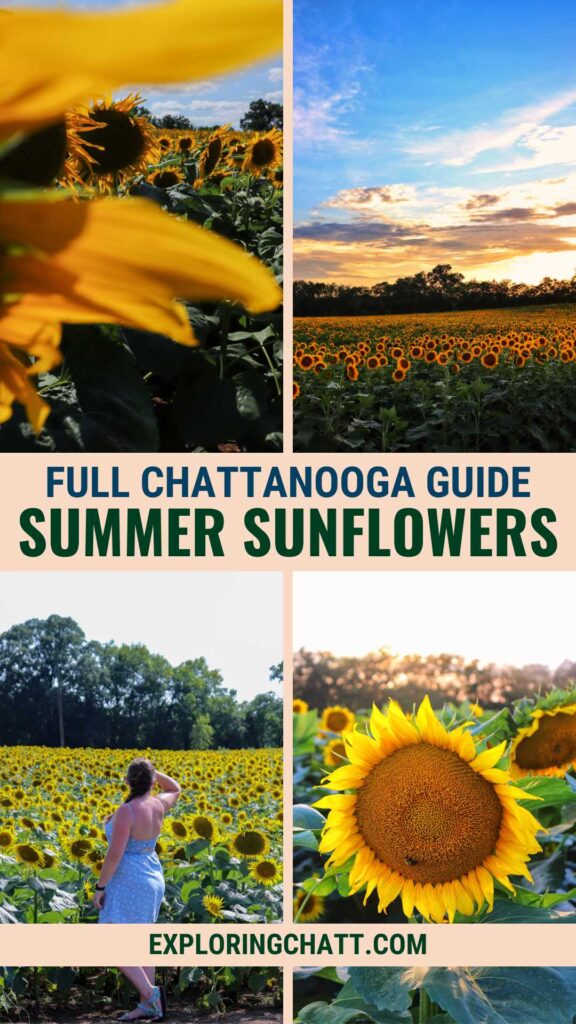 Full Chattanooga Guide Summer Sunflowers