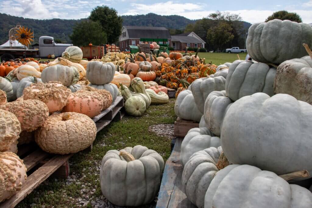 chattanooga pumpkin patches