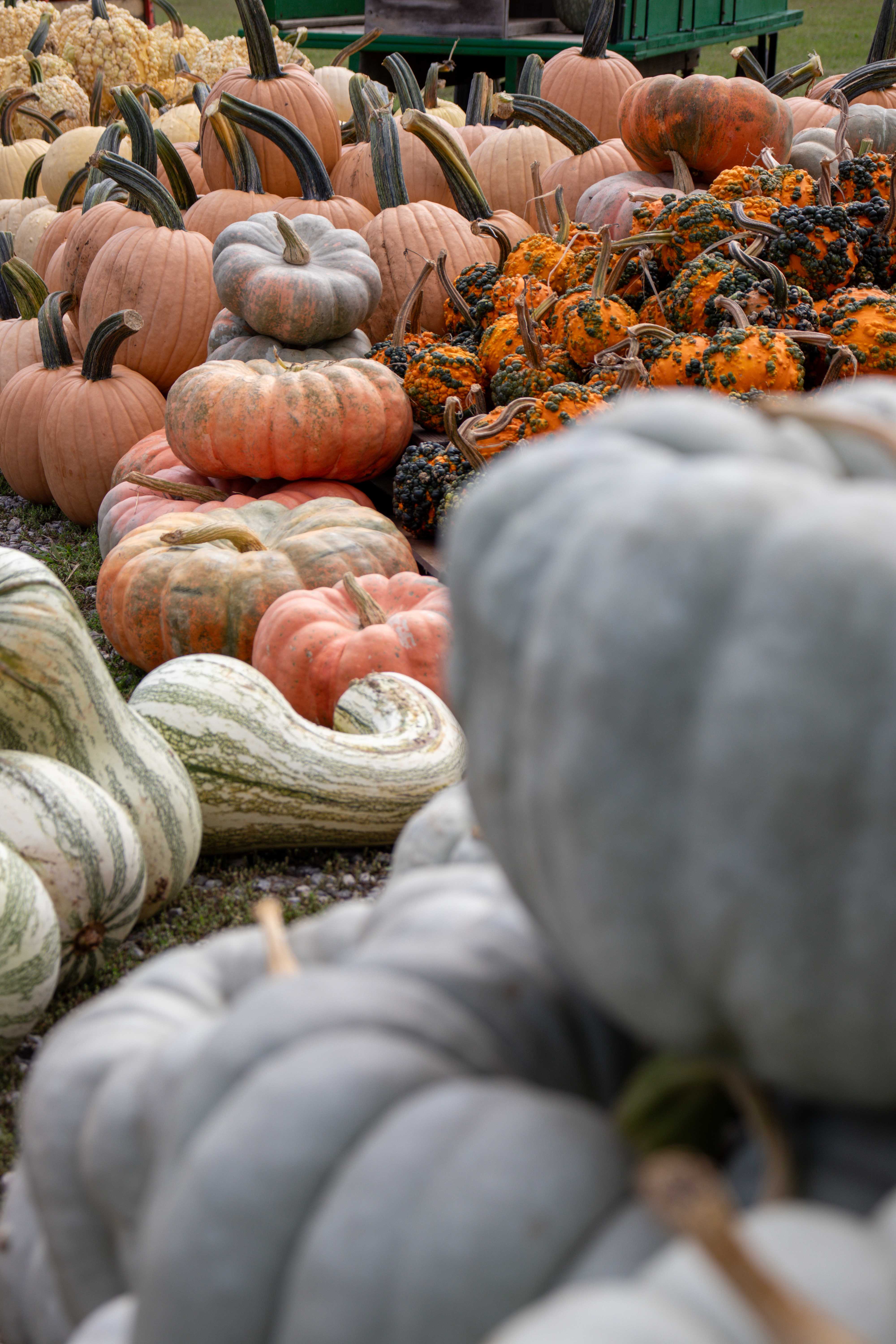 aubie smith farms pumpkins