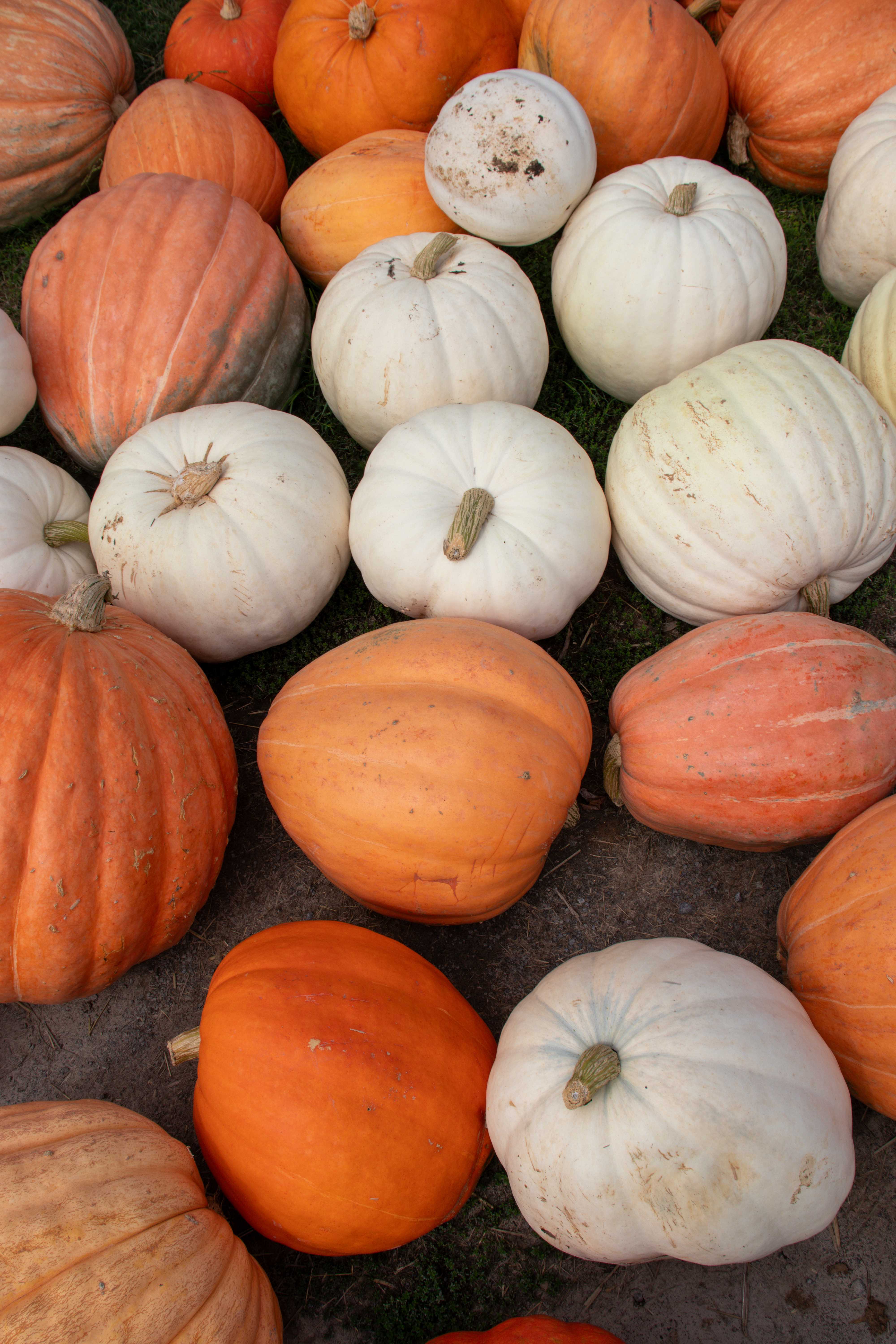 pumpkin patch