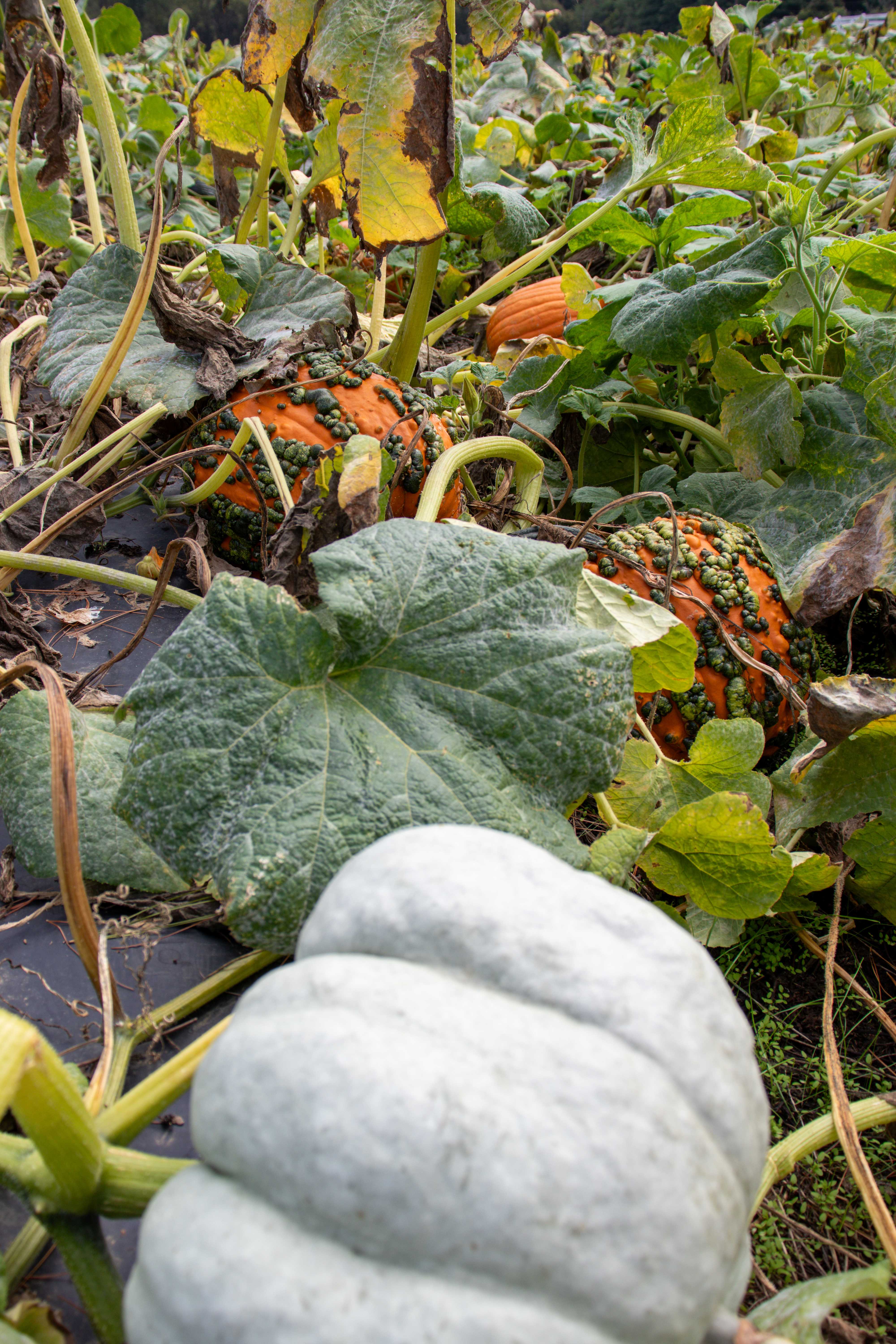 chattanooga pumpkin patch