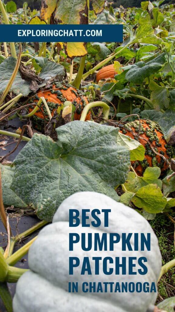 Best Pumpkin Patches in Chattanooga