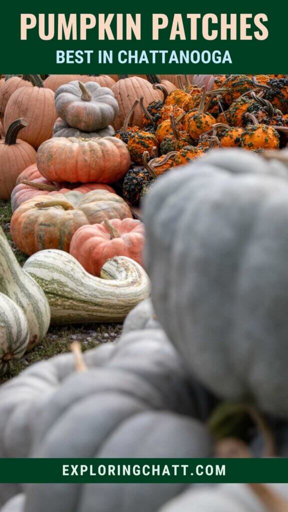 Pumpkin Patches Best in Chattanooga