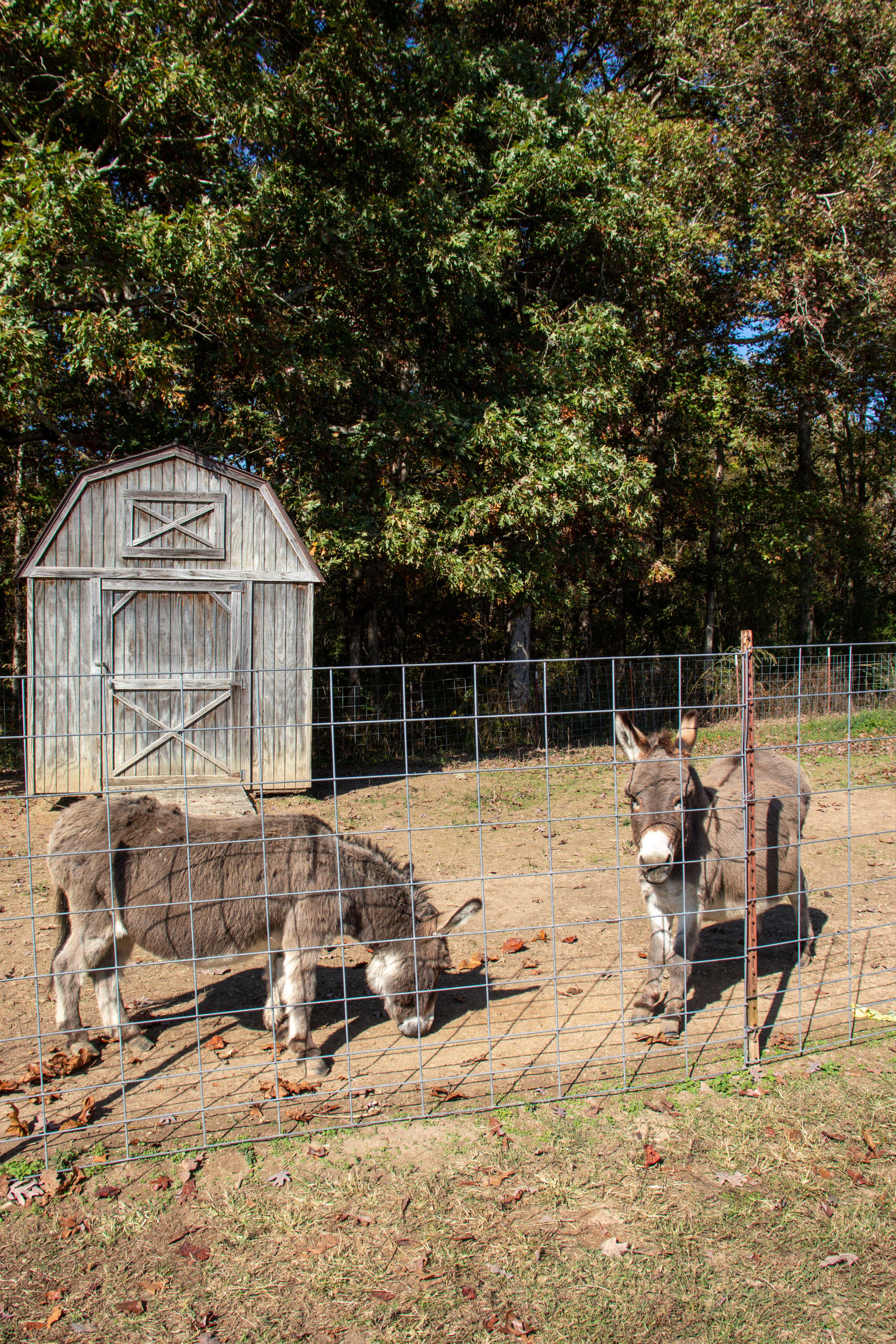 dunlap petting zoo