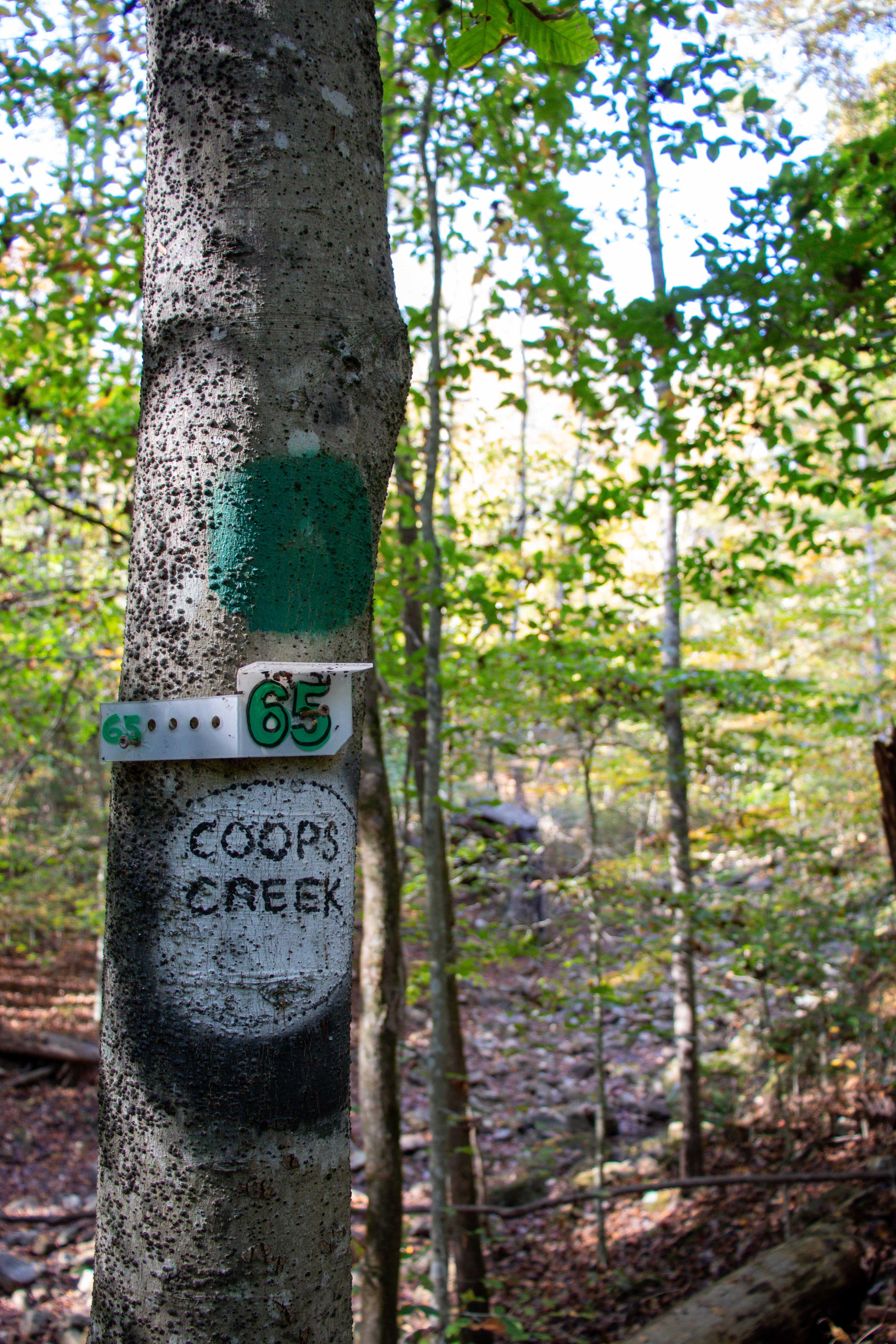 dunlap coke ovens park trail