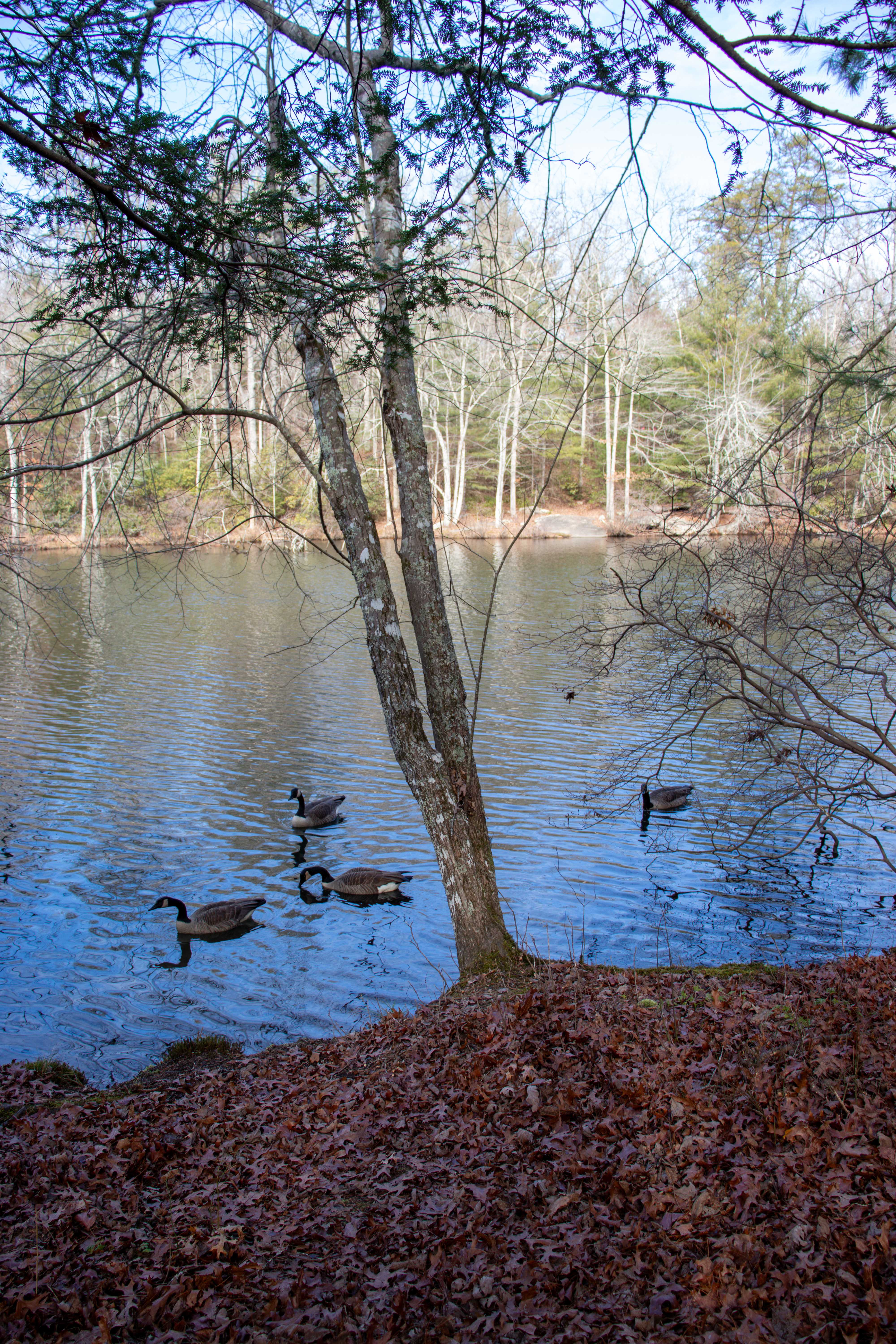 cumberland mountain state park