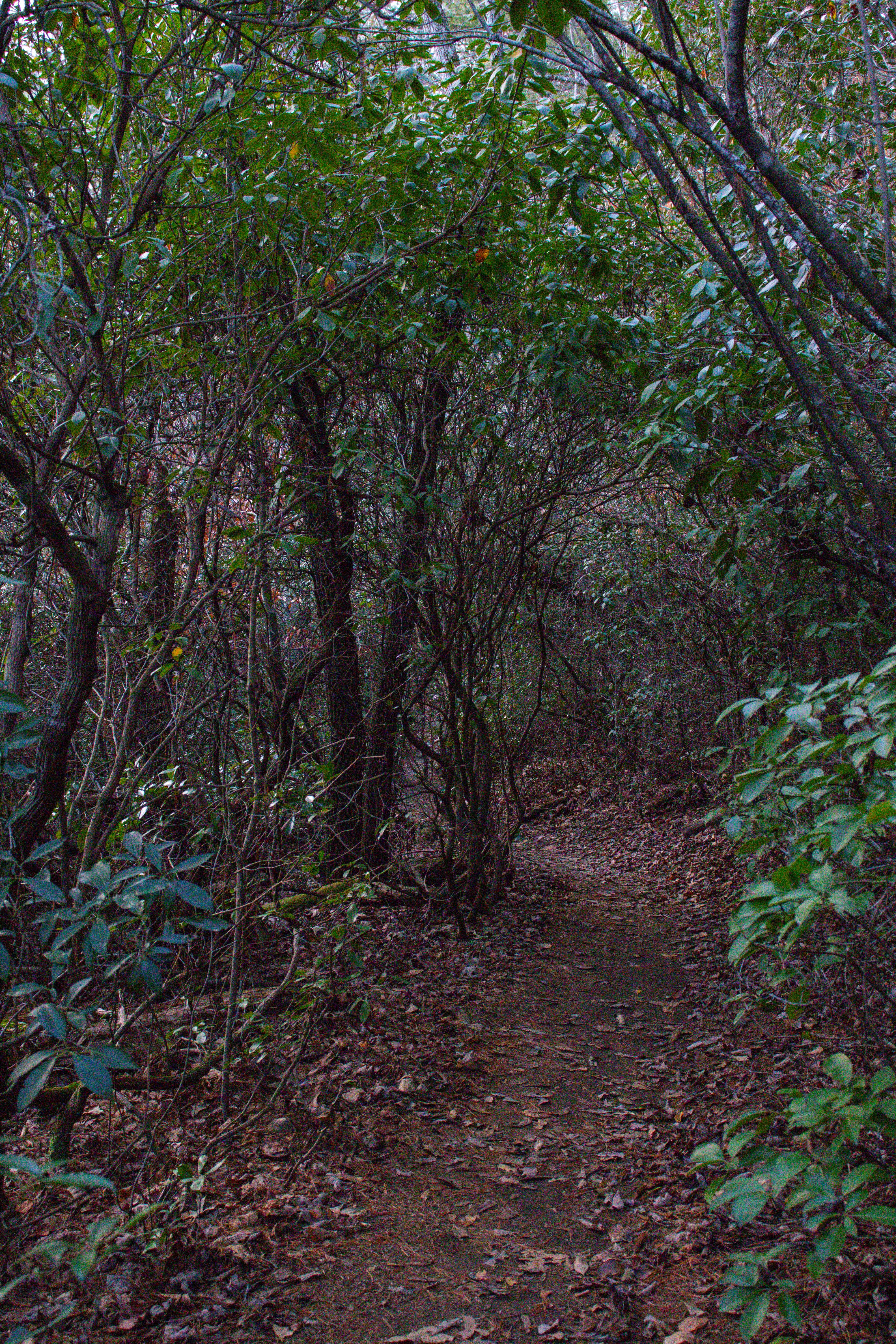 Cumberland Mountain State Park Hiking