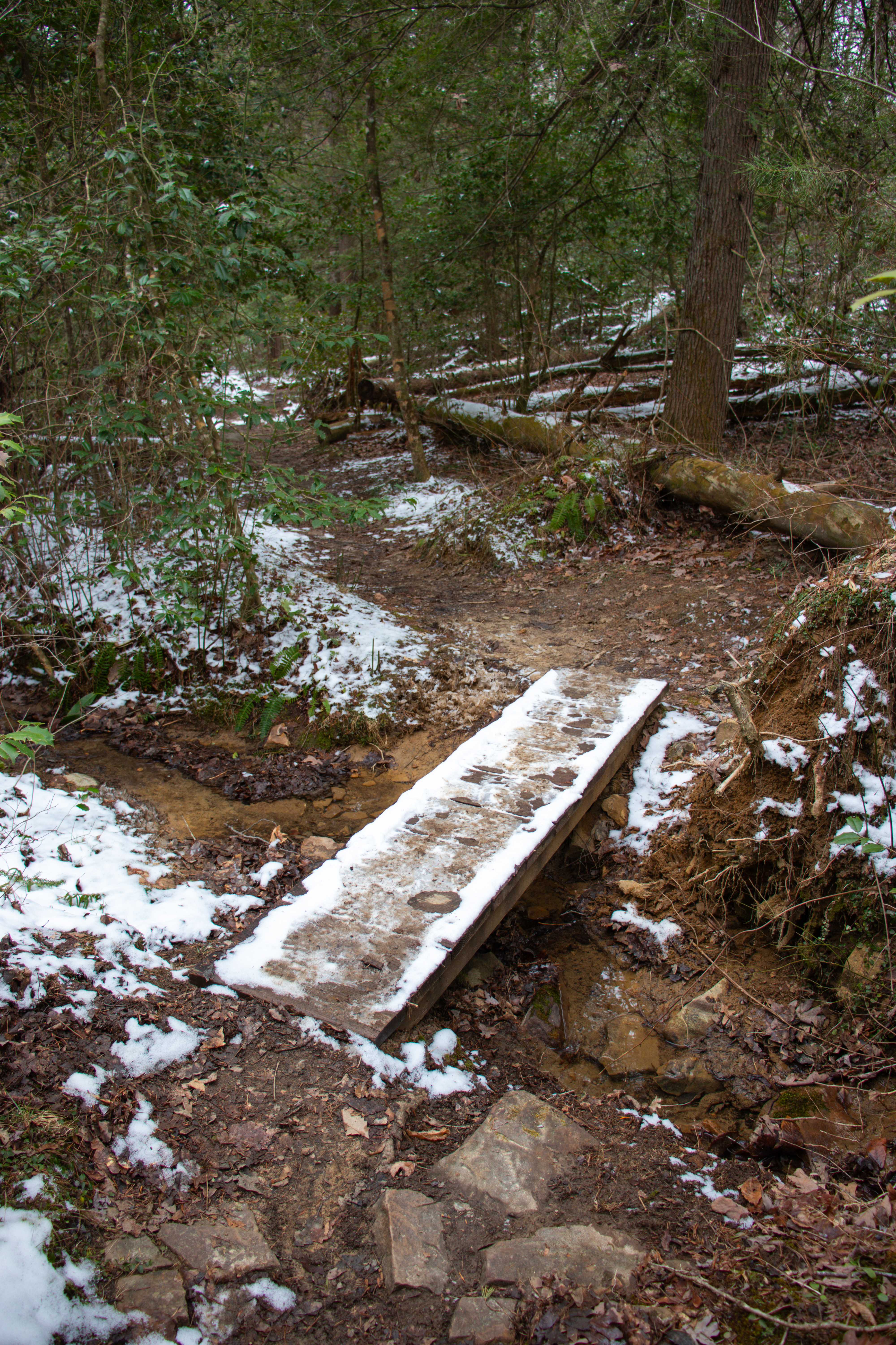 flat bridge over small creek on the way to savage falls