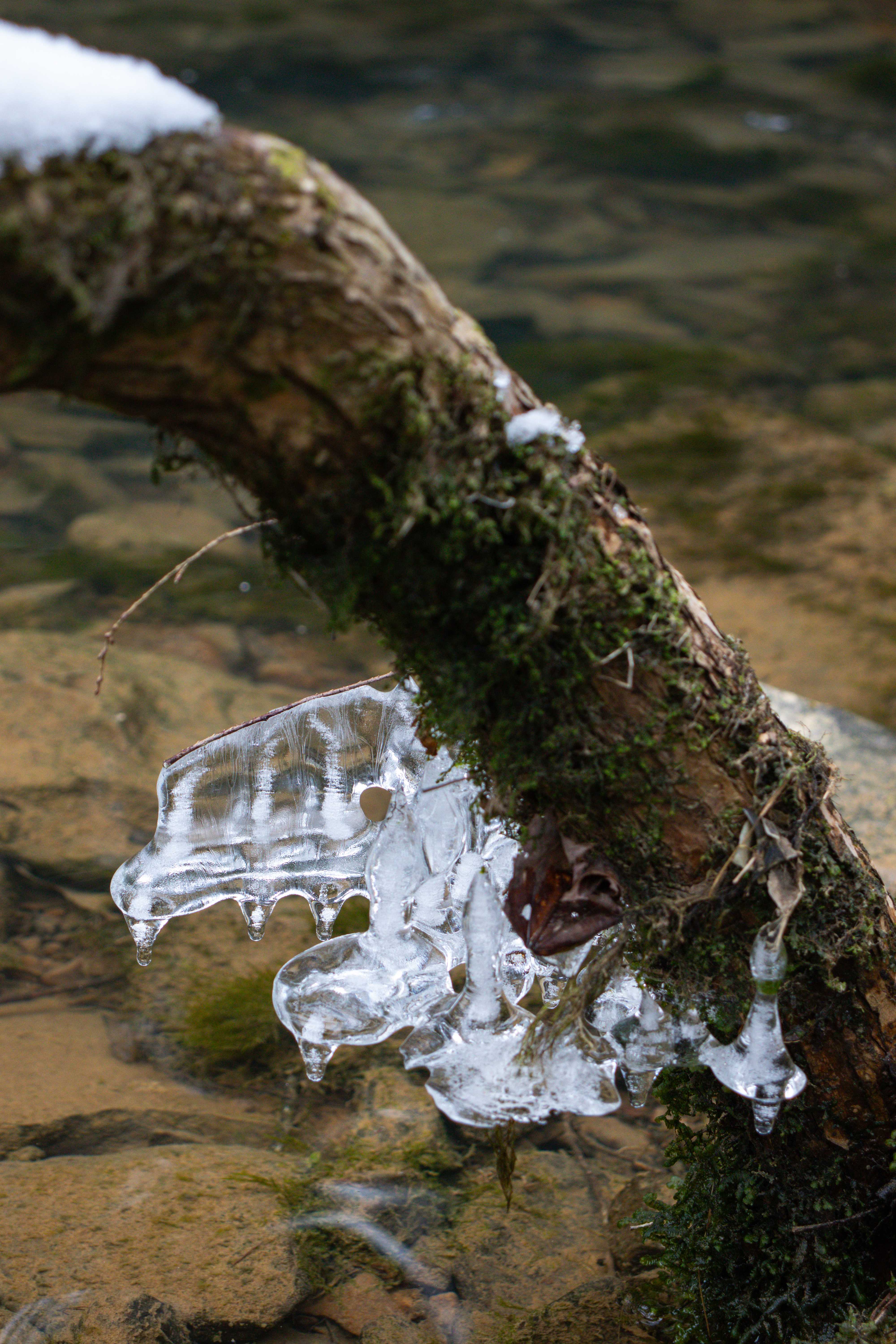 ice frozen on the side of a branch overhanging savage creek