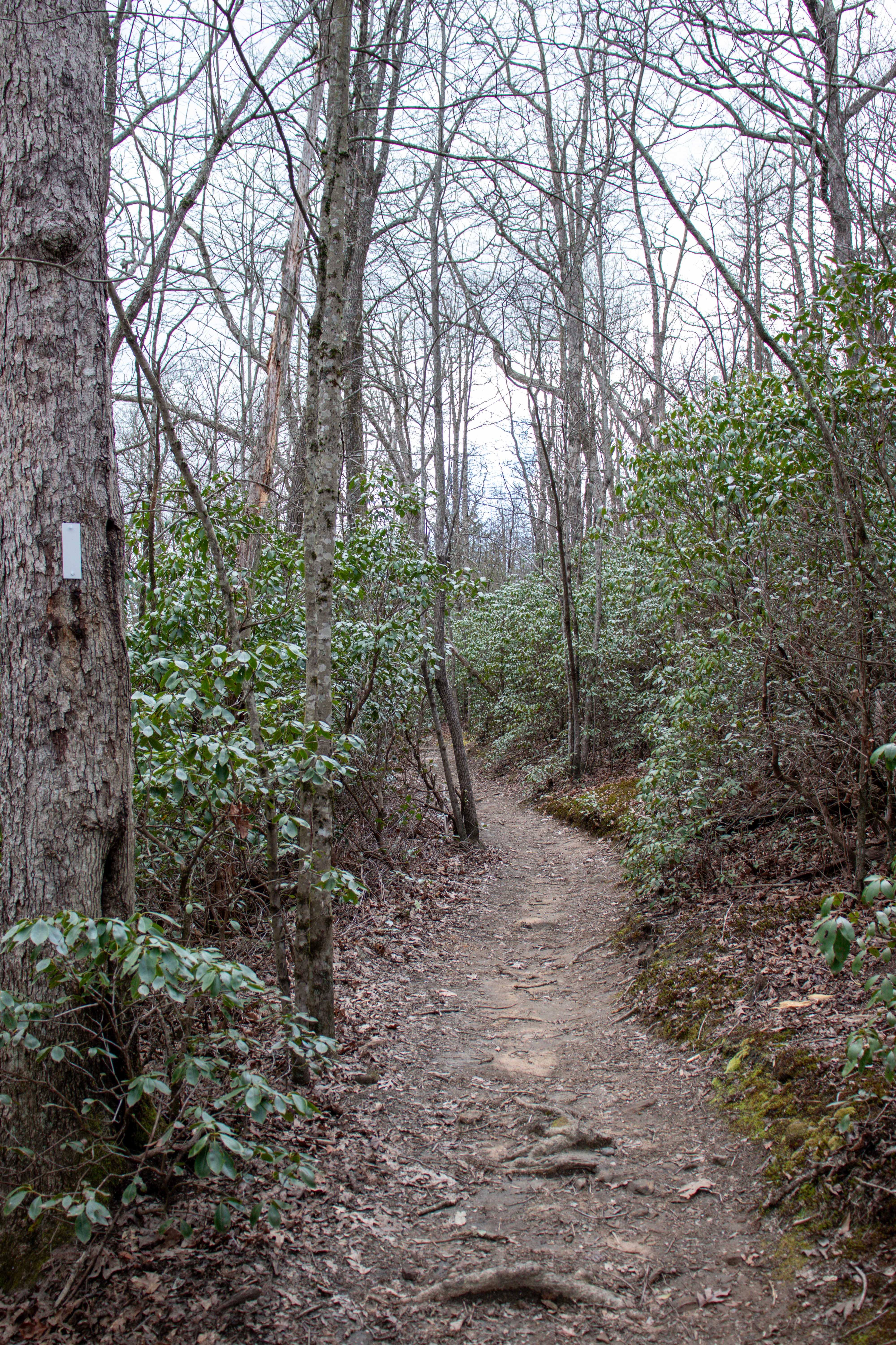 cumberland trail black mountain