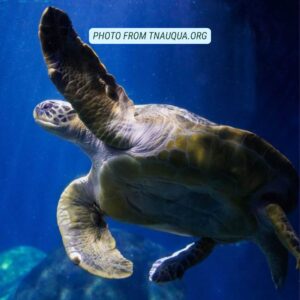 tennessee aquarium chattanooga gifts