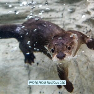 tennessee aquarium chattanooga gifts